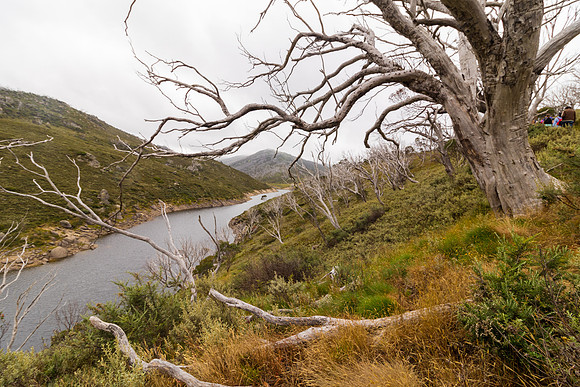 Illawong Creek Walk, Guthega