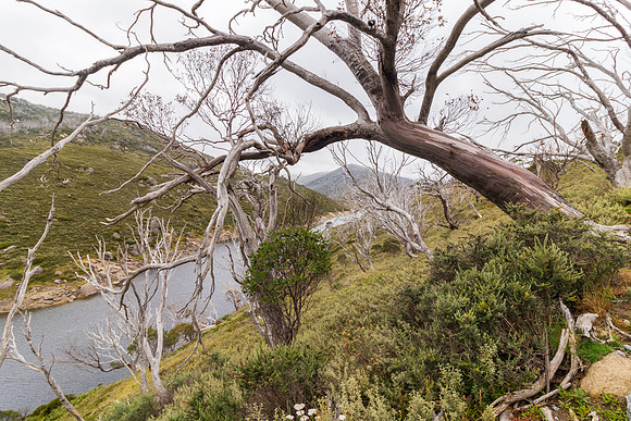 Illawong Creek Walk, Guthega