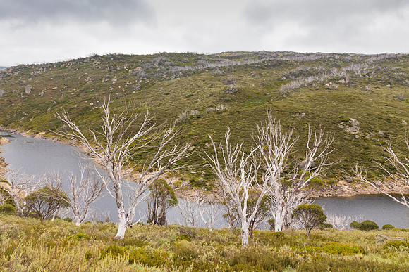 Illawong Creek Walk, Guthega