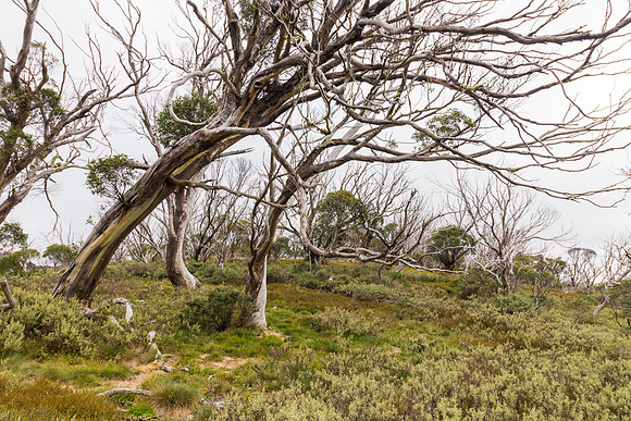 Illawong Creek Walk, Guthega