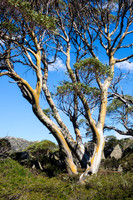 Charlottes Pass, Kosciuszko