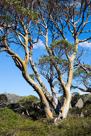 Charlottes Pass, Kosciuszko