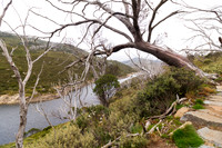 Illawong Creek Walk, Guthega