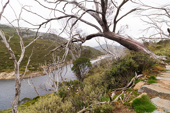 Illawong Creek Walk, Guthega