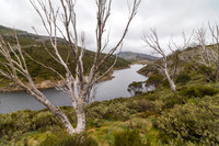 Illawong Creek Walk, Guthega