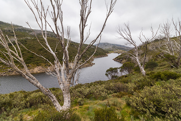 Illawong Creek Walk, Guthega