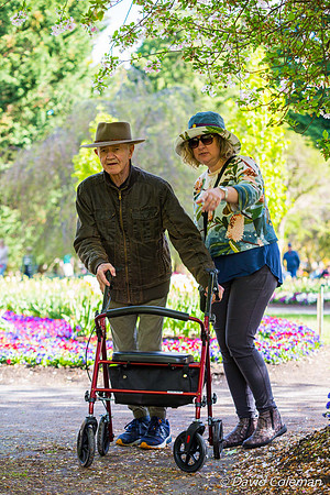 Tulip Tops Gardens 2024
