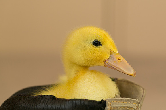 Duckling