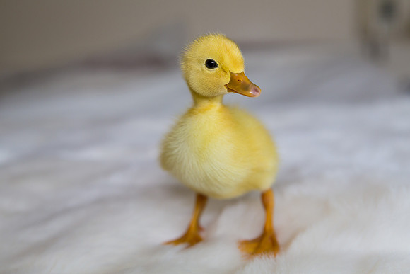 Duckling