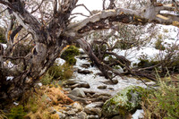 Snowy Mountains 2025