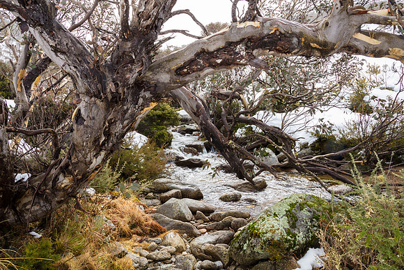 Snowy Mountains 2025