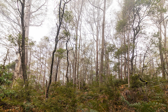 Goodbarragandra Wilderness