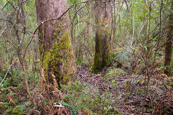 Goodbarragandra Wilderness