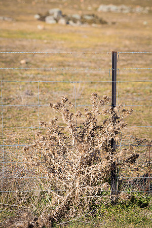Cooma