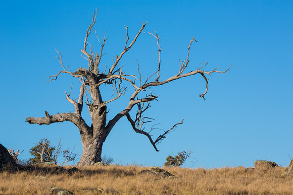 Cooma