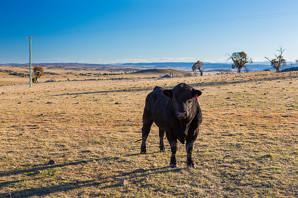 Cooma