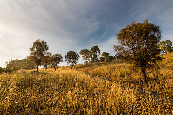 Cooleman Ridge