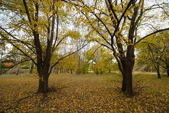 Autumn leaves