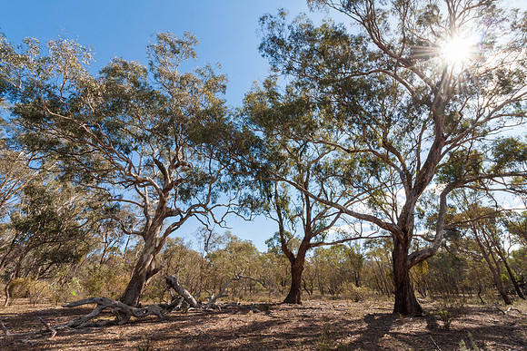 Mt Ainslie Reserve