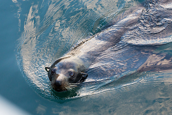 Seal