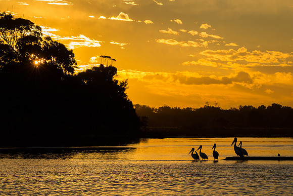 Pelicans, Wallaga Lake