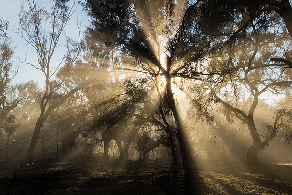 Sun rays through the mist