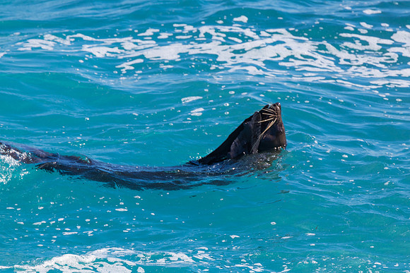 Seals swimming near Blue Pool