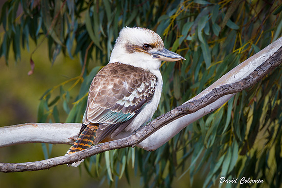 Kookaburra for print