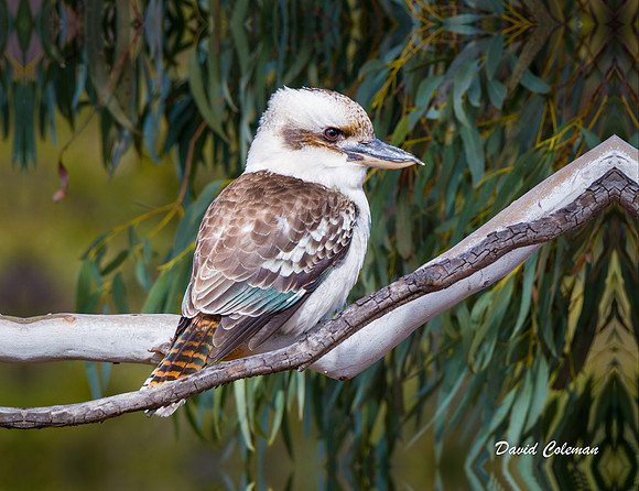 Kookaburra 18x24 mirror edges